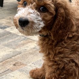Mr Purple - Red and white male Cockapoo puppy in Tampa, Florida from Mary Puppins