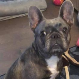 French Bulldogs from JoAnn Kautsky's Frenchies