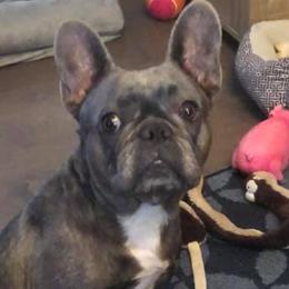 French Bulldogs from JoAnn Kautsky's Frenchies