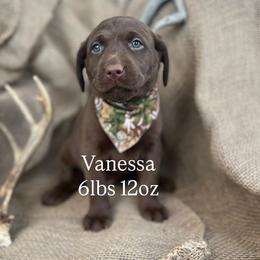 Vanessa - Chocolate female Labrador Retriever puppy in Puyallup, Washington from 12 Door Farm Labradors