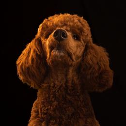 Grizz - Poodle