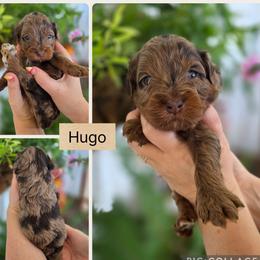 Hugo - Merle male Goldendoodle puppy in Decatur, Tennessee from Diamond's Doodles