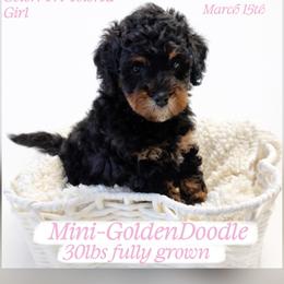 Pink - Phantom female Goldendoodle puppy in Reno, Nevada from Darling Doodles