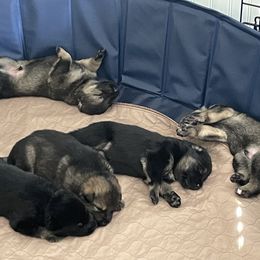 German Shepherd Puppies from Adelheid Shepherds
