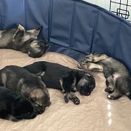 German Shepherd Puppies from Adelheid Shepherds