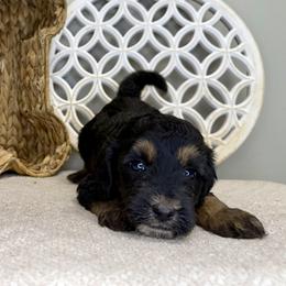 Boy 5 - Phantom male Bernedoodle puppy in Russiaville, Indiana from Pleasant Creek Minibernedoodles