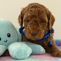 Navy blue collar - Red  male Goldendoodle puppy in Pawtucket, Rhode Island from Ds_minidoodles
