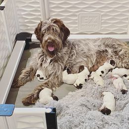 Wirehaired Pointing Griffon Puppies from Twenty-Mile Griffons