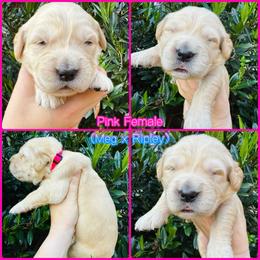 Pink - Golden female Golden Retriever puppy in Harrisburg, North Carolina from Bunn Ranch Goldens & Bernese