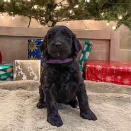 Purple - Black female Goldendoodle puppy in Tecumseh, Nebraska from Down South Doodles
