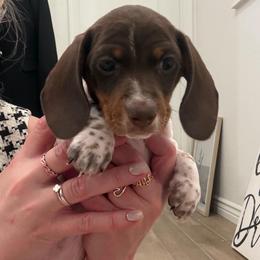 Prada - Piebald female Dachshund puppy in Surprise, Az Corona, Ca Hemet, Ca, Arizona from Over The Moon Dachshunds and Doodles