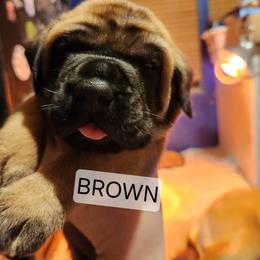 Boy 3 - Fawn male Mastiff puppy in Skoksonak, Arizona from Buck Lane Mastiffs