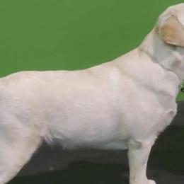 Labrador Retrievers from Solsbury Hill Labradors