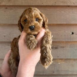 Rubble - Red male Cockapoo puppy in Mena, Arkansas from Ouachita River Cockapoos