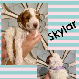 Skylar - Parti female Goldendoodle puppy in Chattanooga, Tennessee from Scenic City Doodles