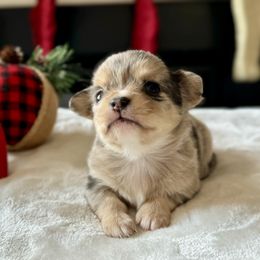 Chihuahua Puppies from Sunset Eves Chihuahuas