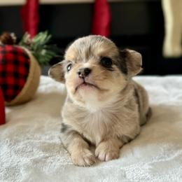 Chihuahua Puppies from Sunset Eves Chihuahuas