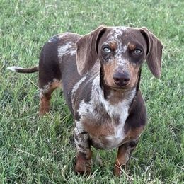 Ember - Dachshund