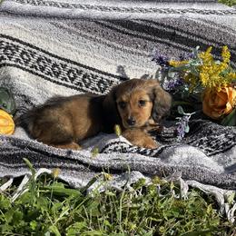 Dachshund Puppies from Neuhund Mini Dachshunds
