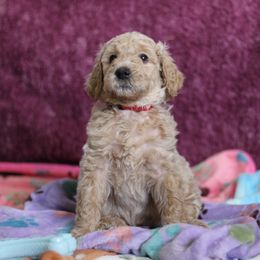 Goldendoodle Puppies from Faith Breeders