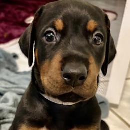 Boy 2 - male Doberman Pinscher puppy in Key Largo, Florida from Devoted Doberman