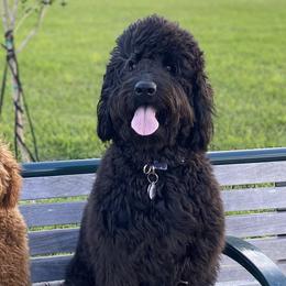 Goldendoodles from SOMIDOODLES