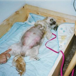 Shih Tzu Puppies from Shih Tzu Dreams Come True