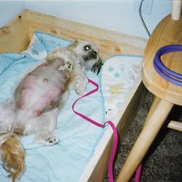 Shih Tzu Puppies from Shih Tzu Dreams Come True