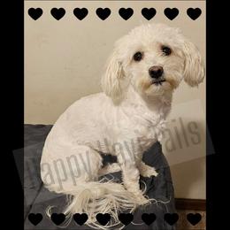 Havanese puppies from Happy Havi Tails