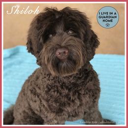 Shiloh - Australian Labradoodle