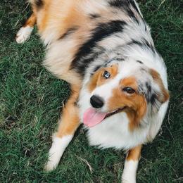 Reign - Australian Shepherd