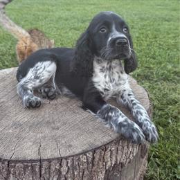 Black and white roan - Black and white female English Springer Spaniel puppy in Defuniak Springs, Florida from Anastasia Knight's Cocker Spaniels