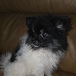 Hunnibunnies mizu - Tri-colored male Pomeranian puppy in Cleveland, Ohio from Hunnibunnies