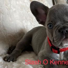 Border Collies and French Bulldogs from Slash O Kennels