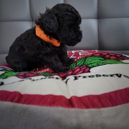 Poodle Puppies from Fabi Poodle