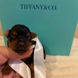 Maple - Black and tan female Yorkshire Terrier puppy in Illinois from Pretty Little Yorkies