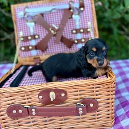Apple - Black and tan female Dachshund puppy in Westport, Kentucky from Lonestar Creek Farm