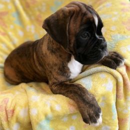 Boxer Puppies from Von Royal Dell’Infinite