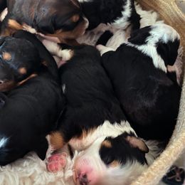 Bernedoodles from Reeces Pieces Puppies