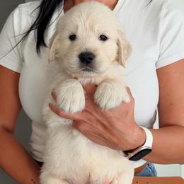 Buzz - Light golden male Golden Retriever puppy in Rancho Cucamonga, California from Robinson Retrievers