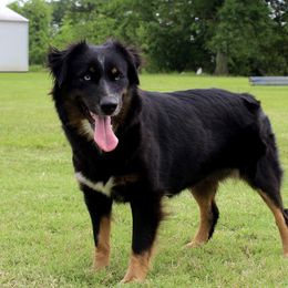 Brooke - Miniature Australian Shepherd