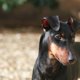 Manchester Terriers from Wilane Standard Manchester Terriers