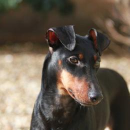 Manchester Terriers from Wilane Standard Manchester Terriers