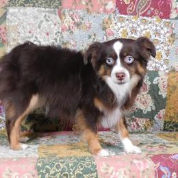 Harpy - Miniature American Shepherd