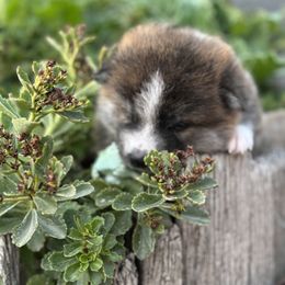 Japanese Akitainu Puppies from Havoc Akitas