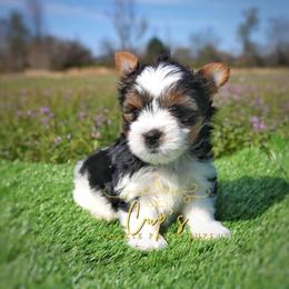 Beau Eros - Parti male Yorkshire Terrier puppy in Austin, Arkansas from Cup's Yorkie Parti Pups