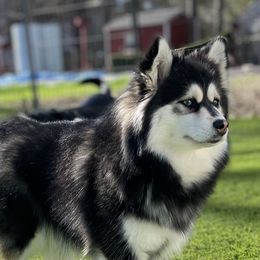 Frankie - Pomsky