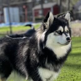 Frankie - Pomsky