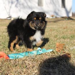 Dopey - Black tri male Toy Australian Shepherd puppy in Springfield, Missouri from Long's lil Aussies