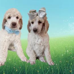 Goldendoodle and Poodle Puppies from Pruitt Family Kennels